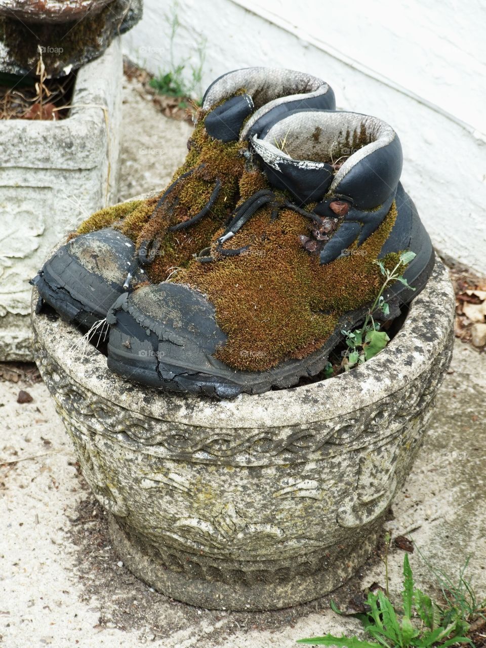 moss in boots