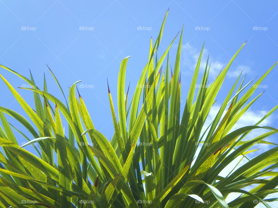 Low angle view of green grass