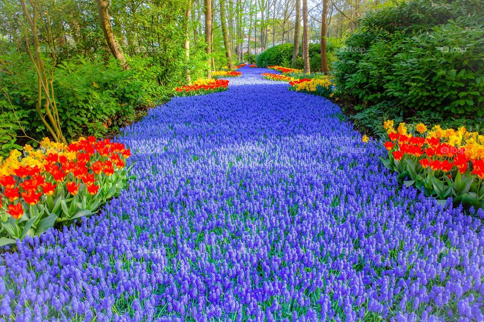 Hyacinth flowers 