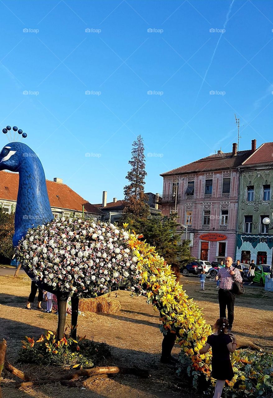 flower bird, Arad, Romania