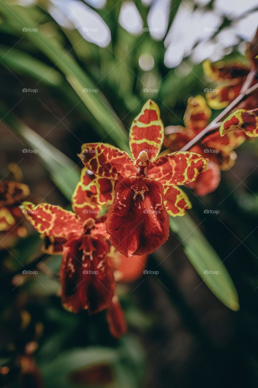 Orchid flower 