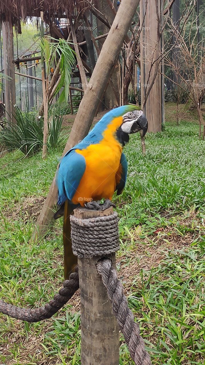 Arara Azul