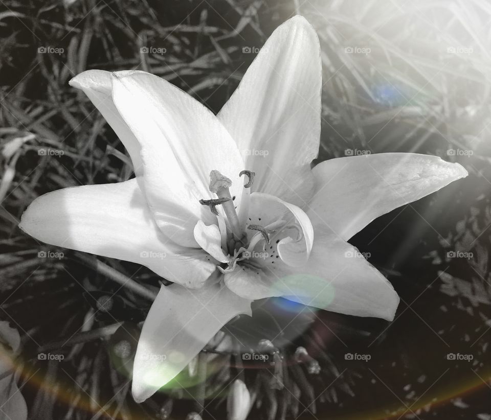 perfect Lily, monochrome sunlight