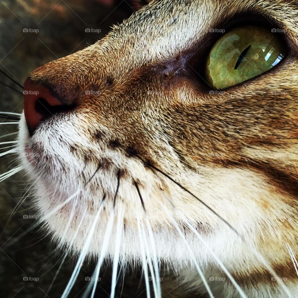 Cats eyes, close up of a stray cat, close up of a cats face