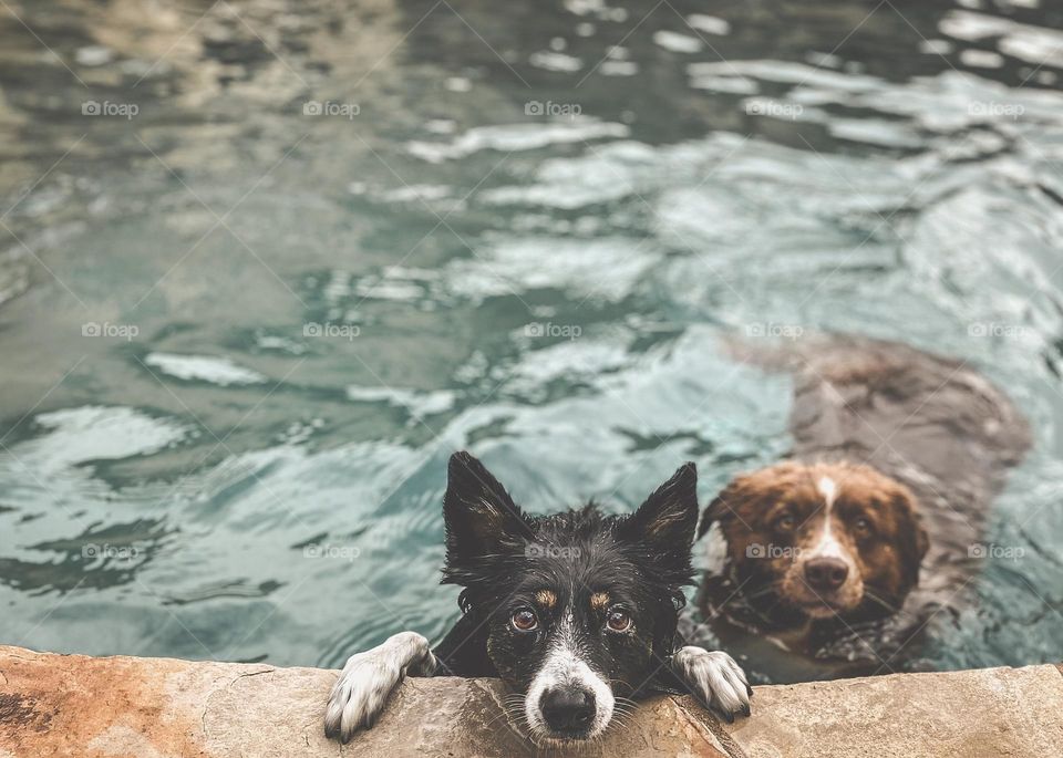 High angle view of two border collies swimming in a pool 