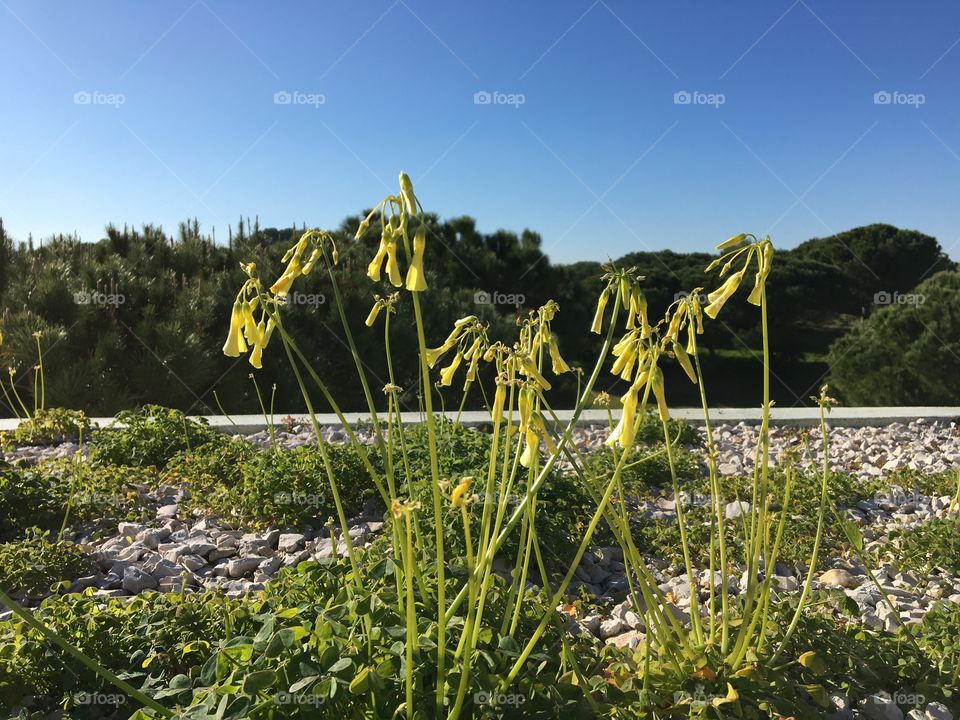 Yellow flowers yet closed in morning first sun