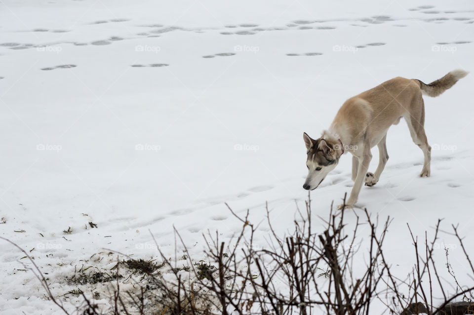 Beautiful husky dog sniffing path on frozen lake in winter covered in snow outdoor healthy active pets background conceptual photography