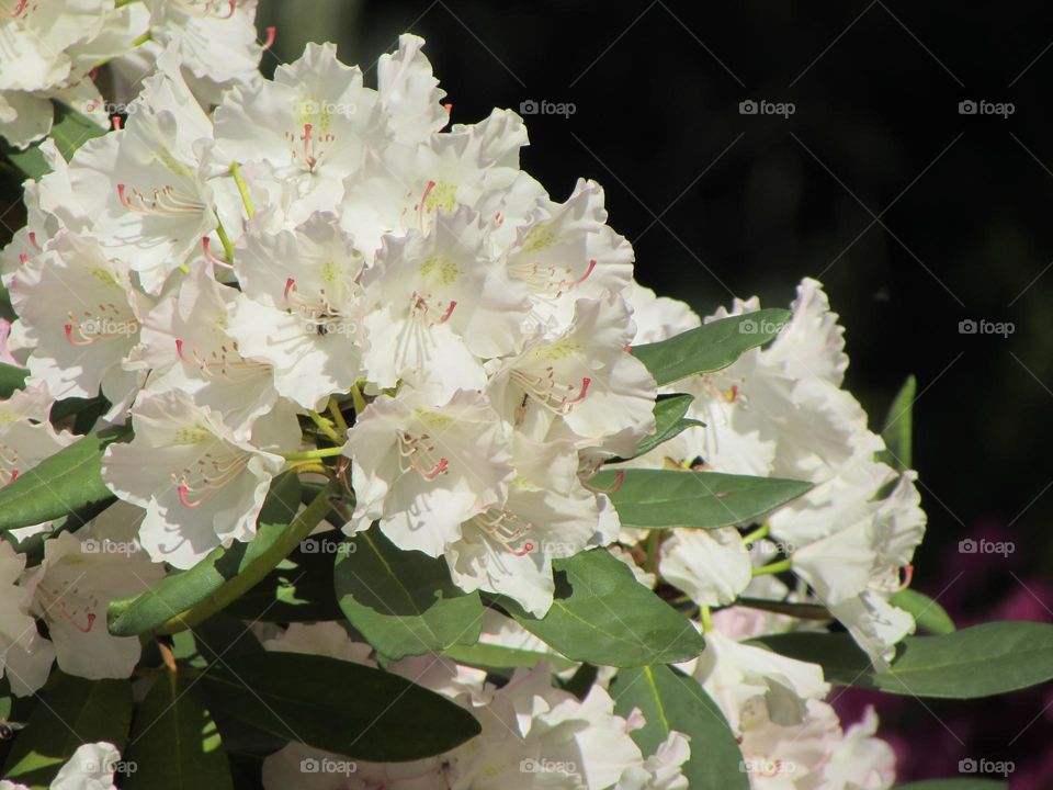 Rhododendrons in the city park