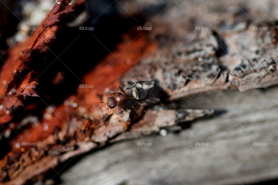 Ant portrait