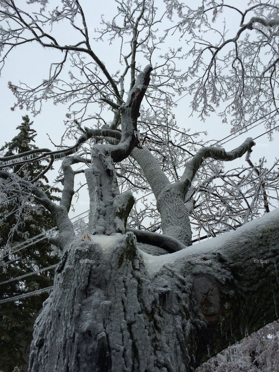 Frozen Tree