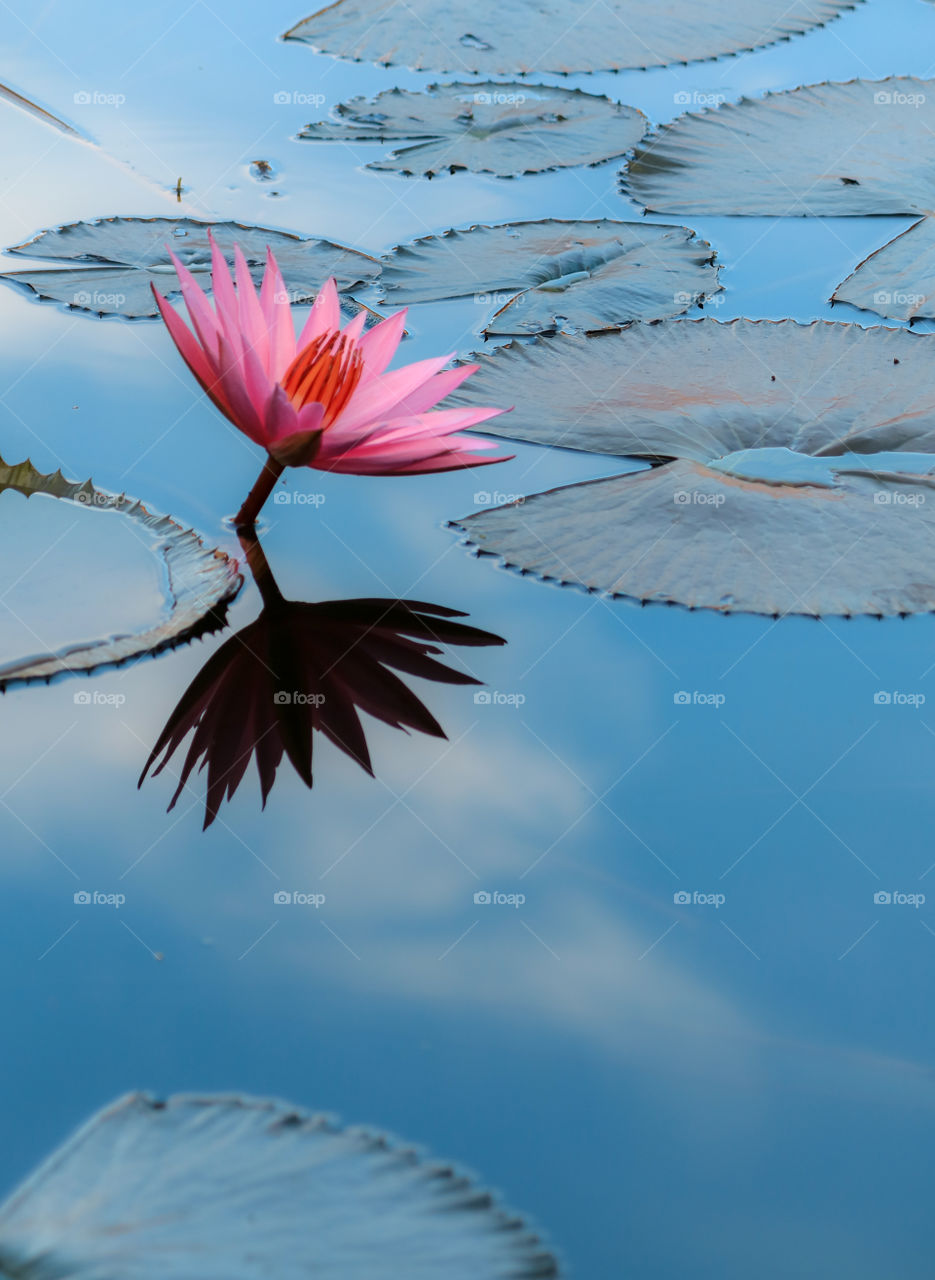 a Lotus flower an a reflection of a cloudy sky. for some culture, Lotus is a sacred and enlightenment flower.