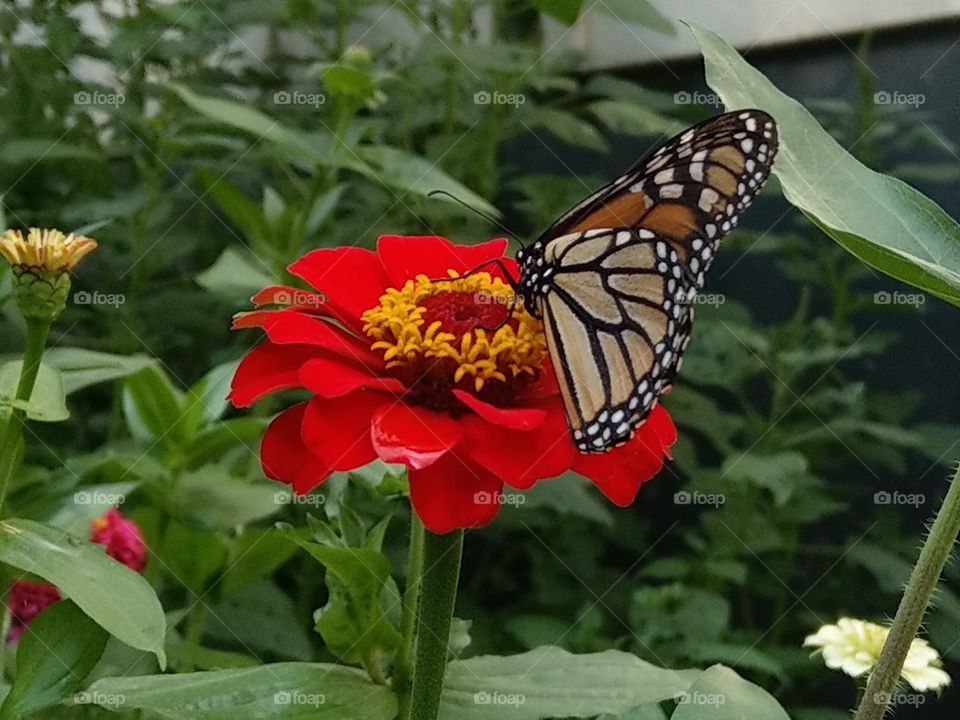 The monarch butterfly enjoying a flower