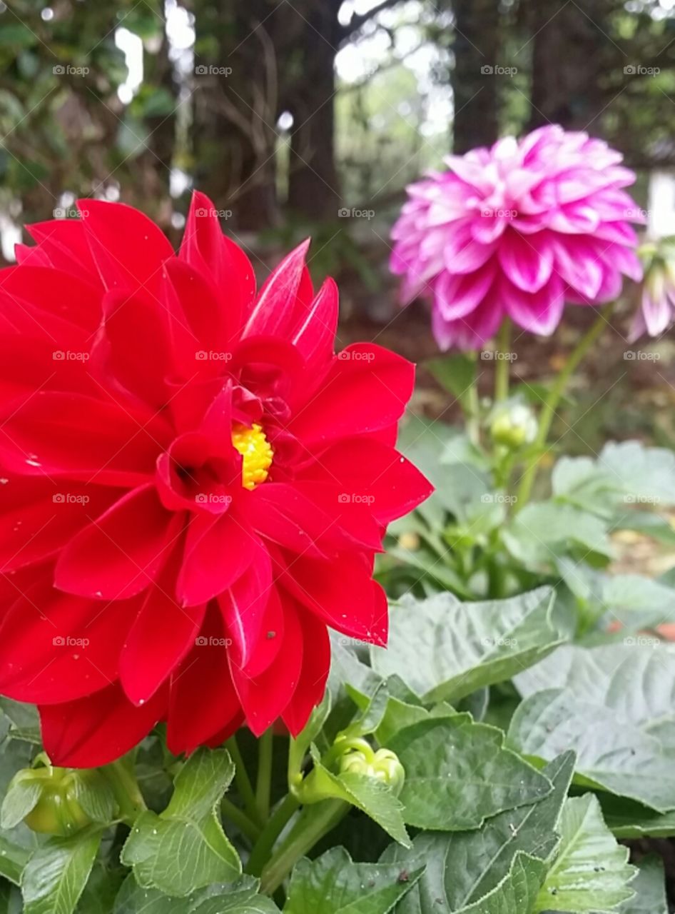 Freshly-planted Dahlias. . North Carolina 