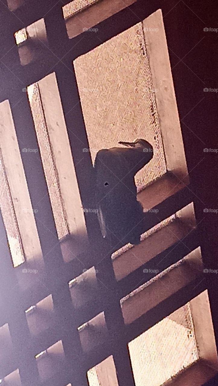 bird in my window finding the way to fly out