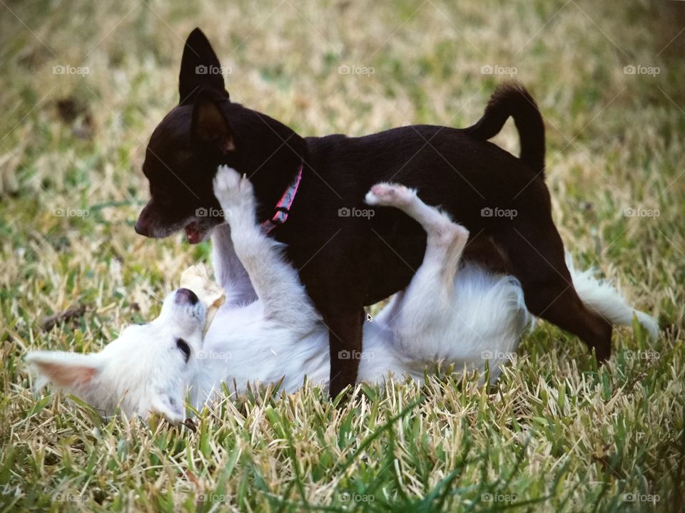 Playful Puppies