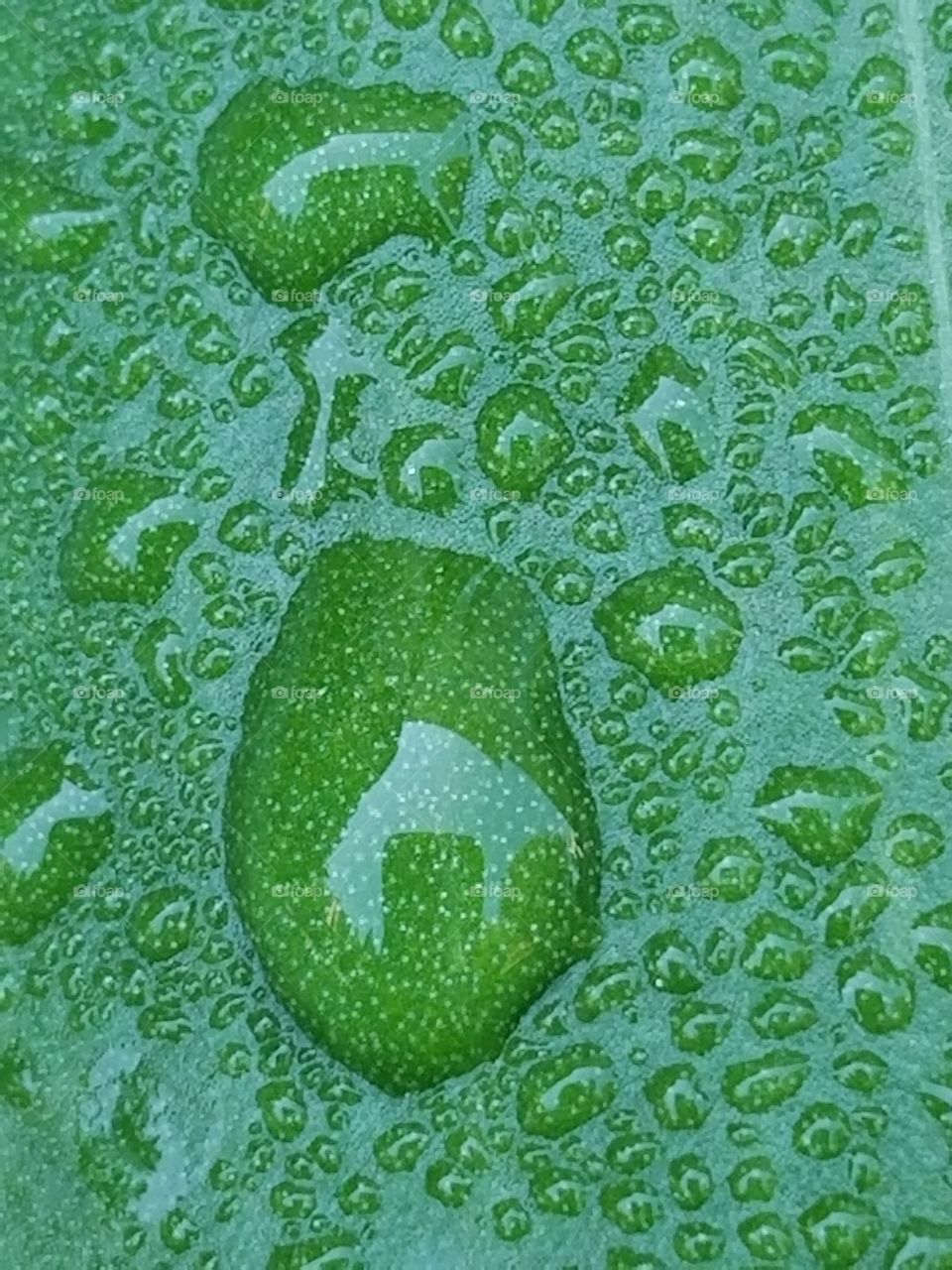 dew on leaf