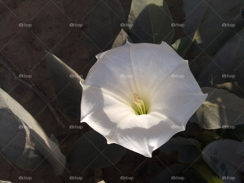the Datura Flower white in colour looks very beautiful generally found everywhere fresh seasonal very poisonous species