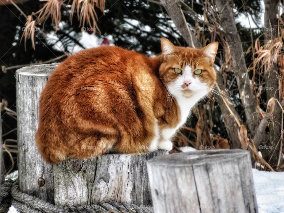 Cat Varennes Québec