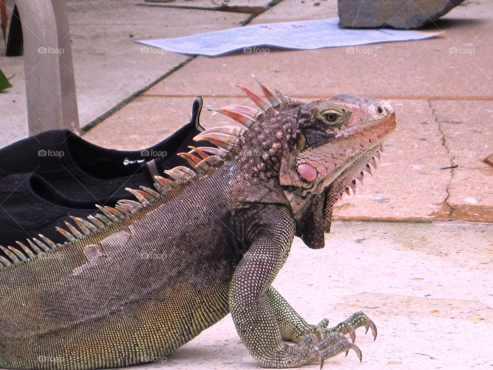 Iguana 