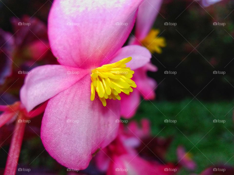 beautiful pink flower