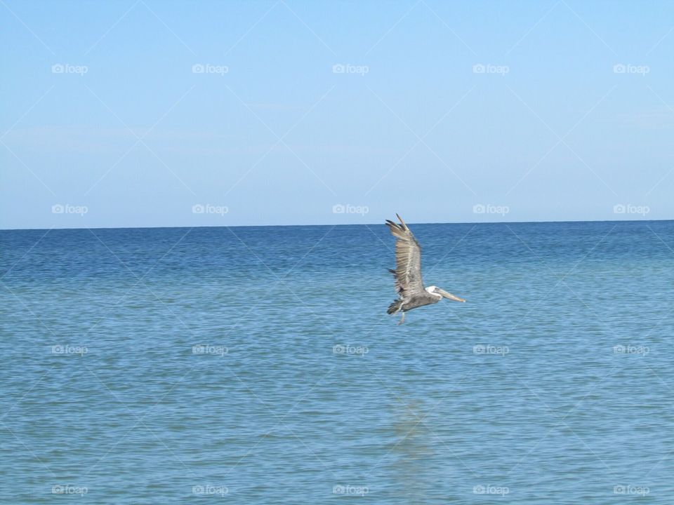 Pelican flying 