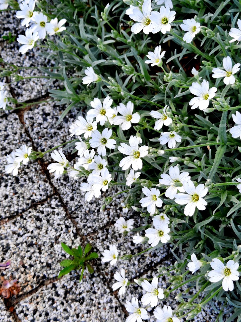 white alpine flowers  above gray stone pavement