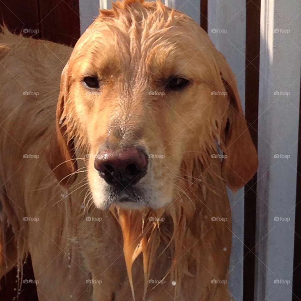 Wet dog