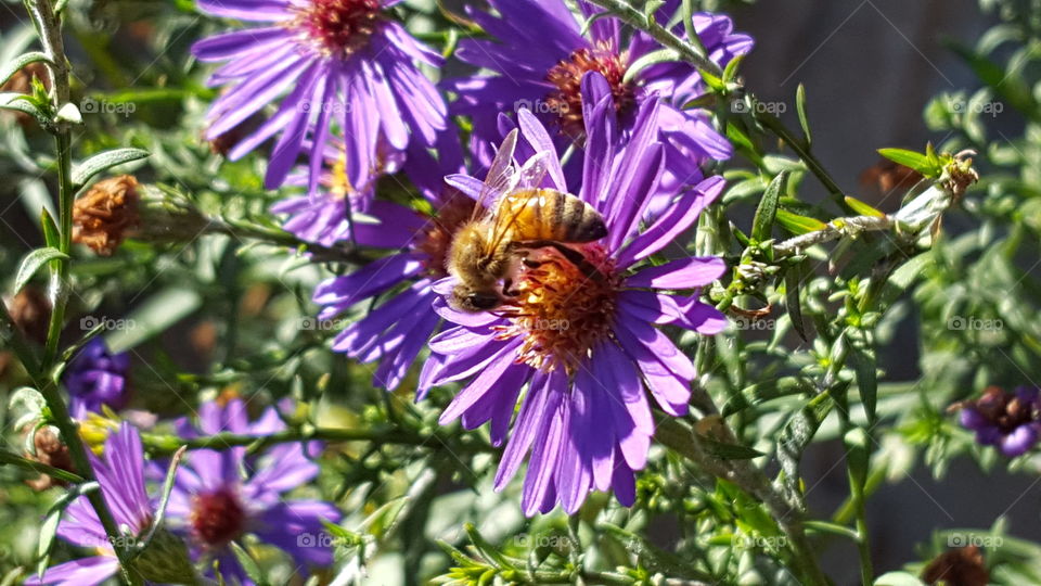 Nature, Flower, No Person, Flora, Summer