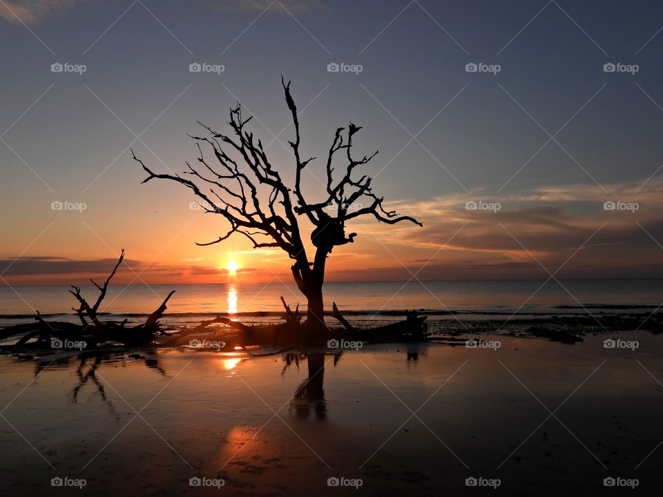 Colorful sunrise at Driftwood Beach. Looking out over the Atlantic Ocean during sunrise, old deadwood trees seem to magically grow limbs from the sand