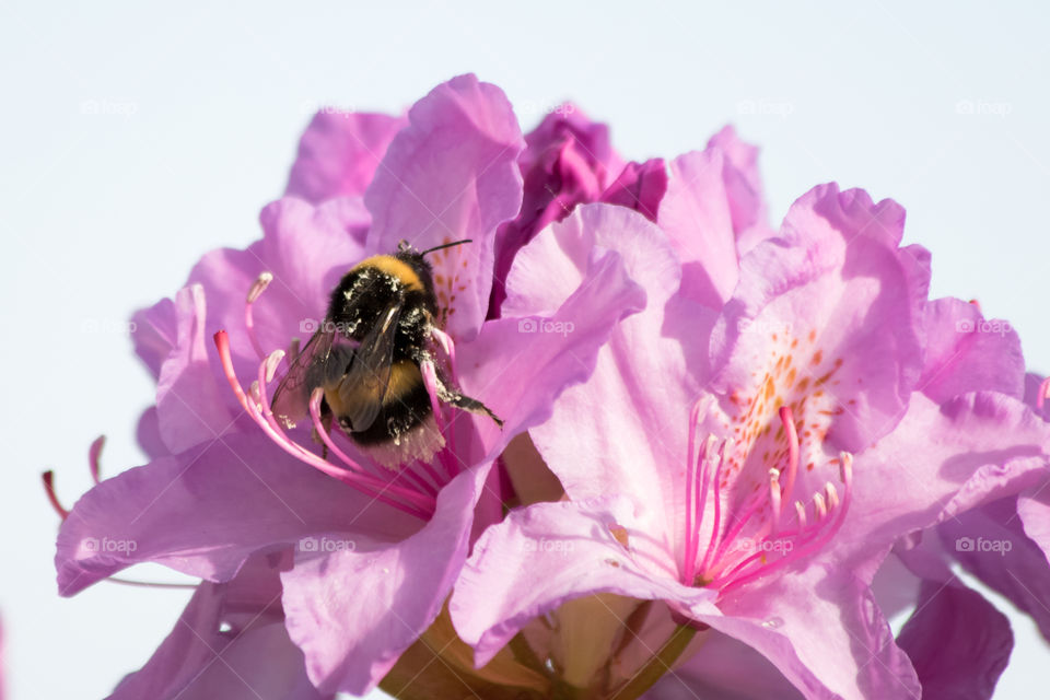 Bumblebee on blooming rhododendron -  humla på blommande rhododendron 