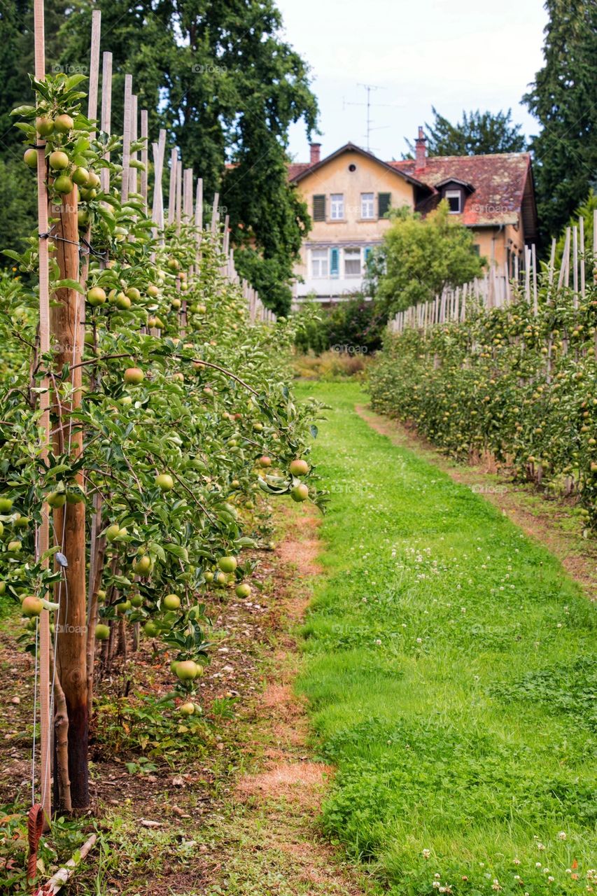 Apples growing in orchard