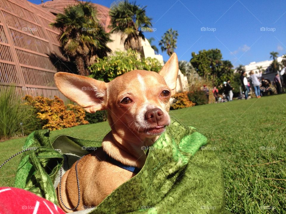 Balboa park and chihuahua 