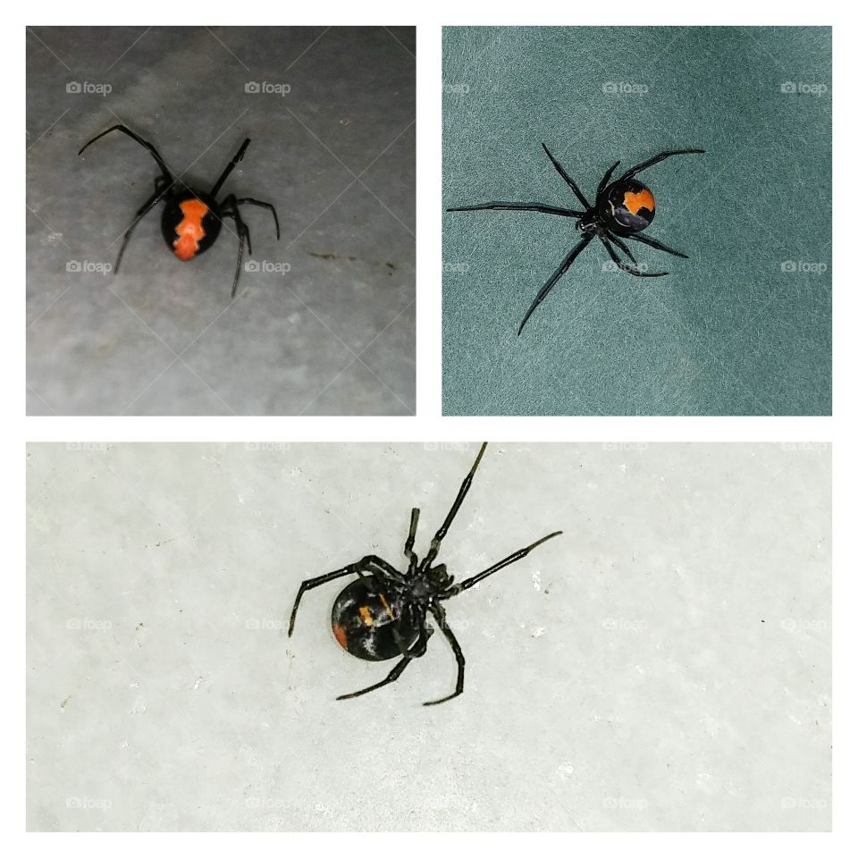black widow! or it is like a black widow?