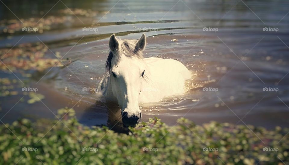 A beautiful gray horse swimming in a pond