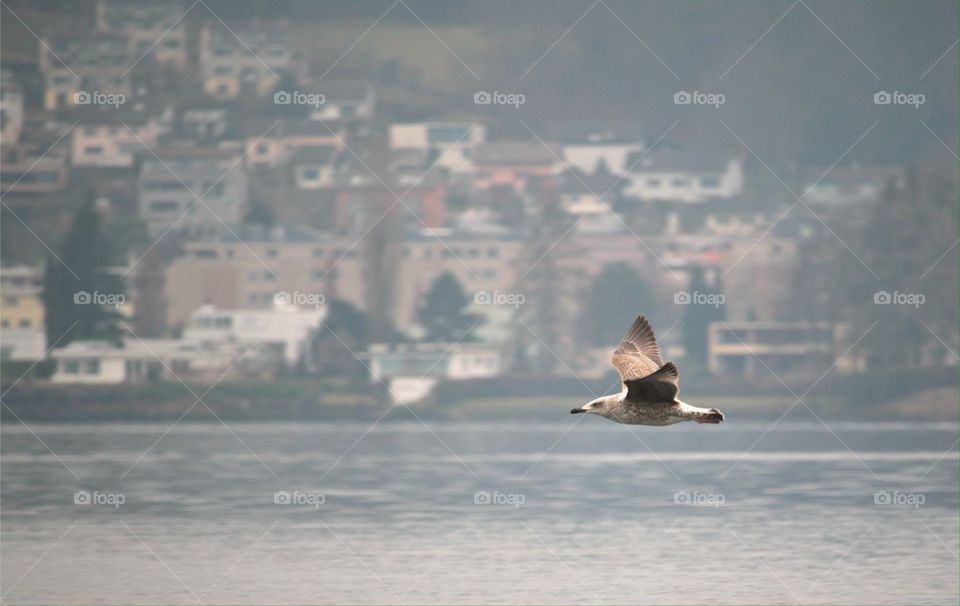 Brown Seagull flying over sea