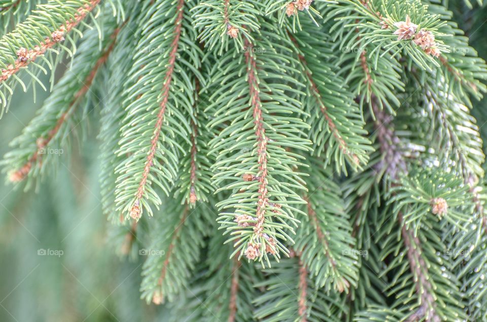 Close-up of pine tree