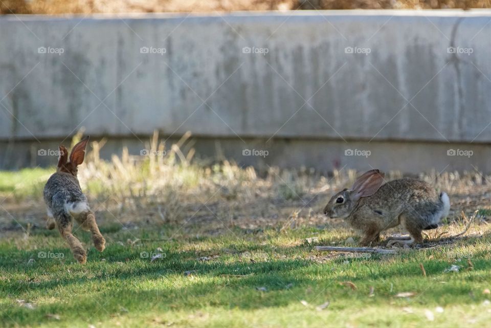 Jackrabbits play in a field and take turns chasing each other.
