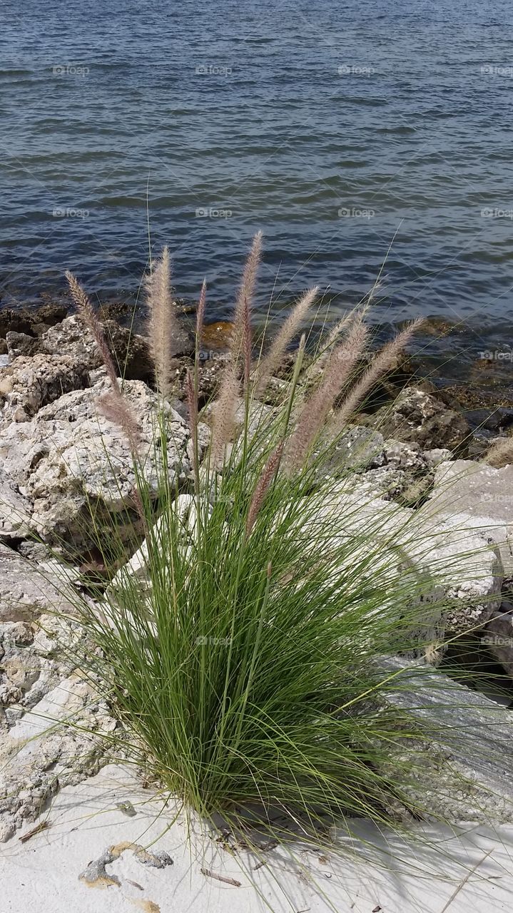 sea grass. Tampa Bay