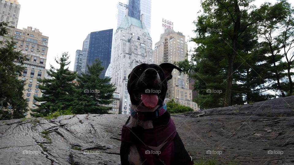 Central Park Puppy