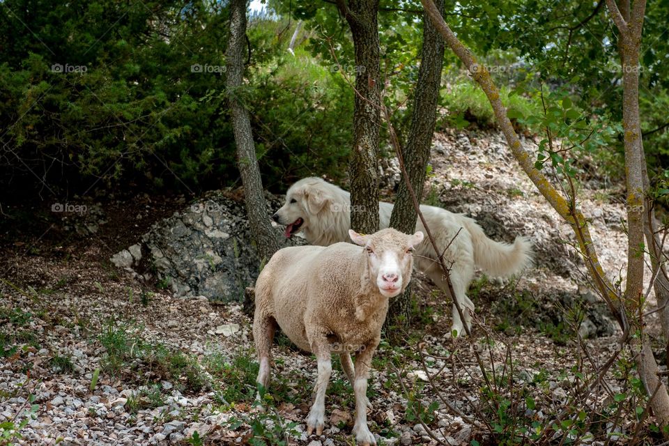 An Abruzzo sheepdog keeps an eye on its charge.  
