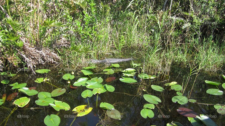 Pond