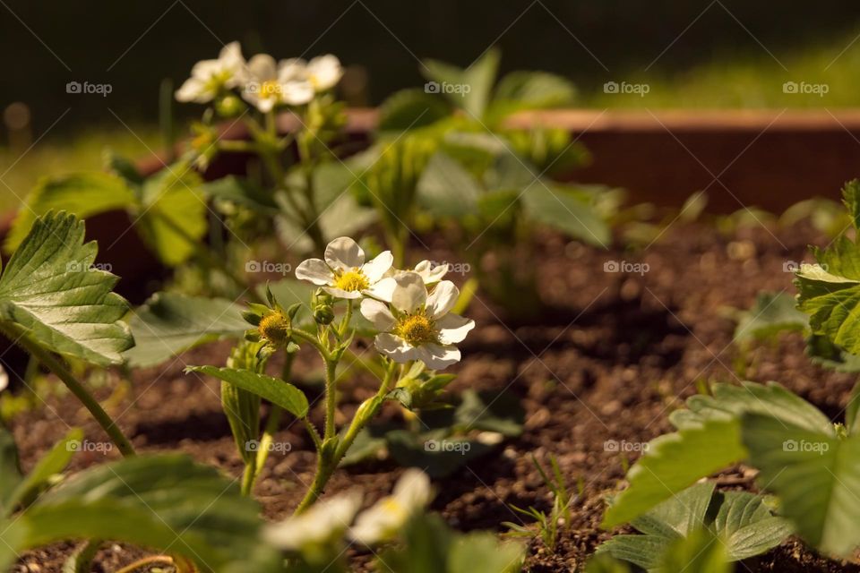 Green young shoots of strawberry