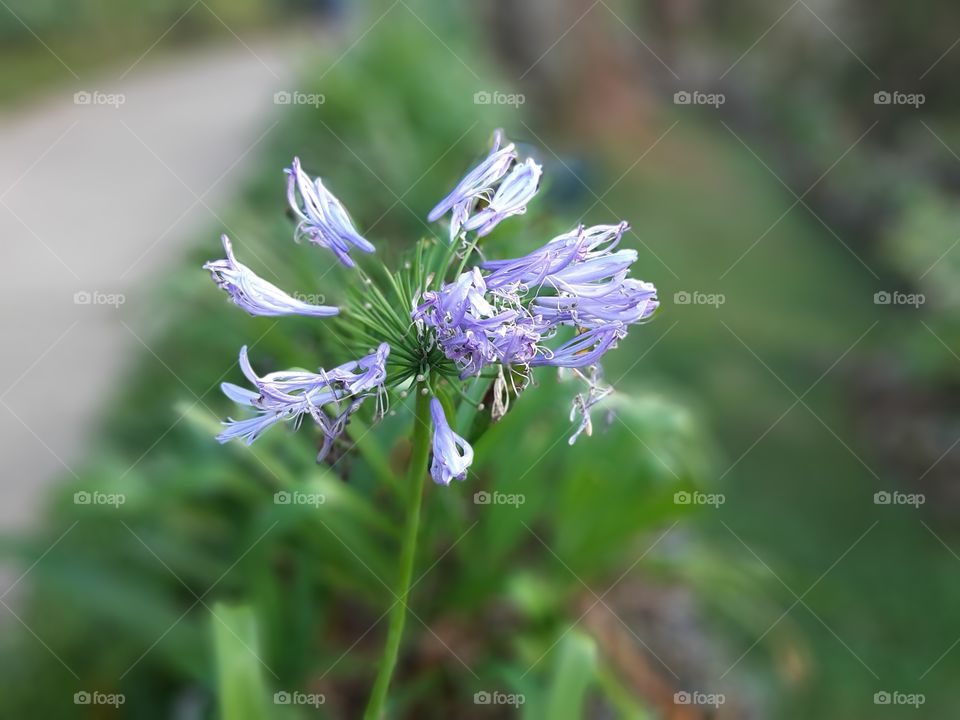 Lily blossom in macro.