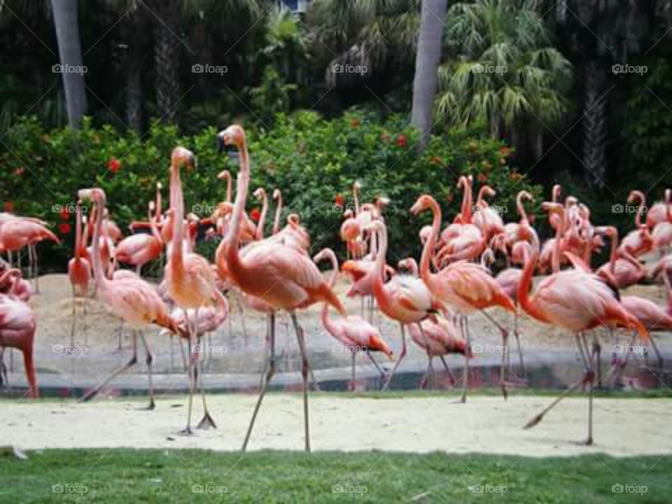 Flamingos at the Gardens