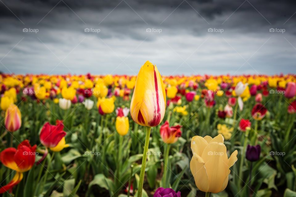 Selective view of yellow flower in field