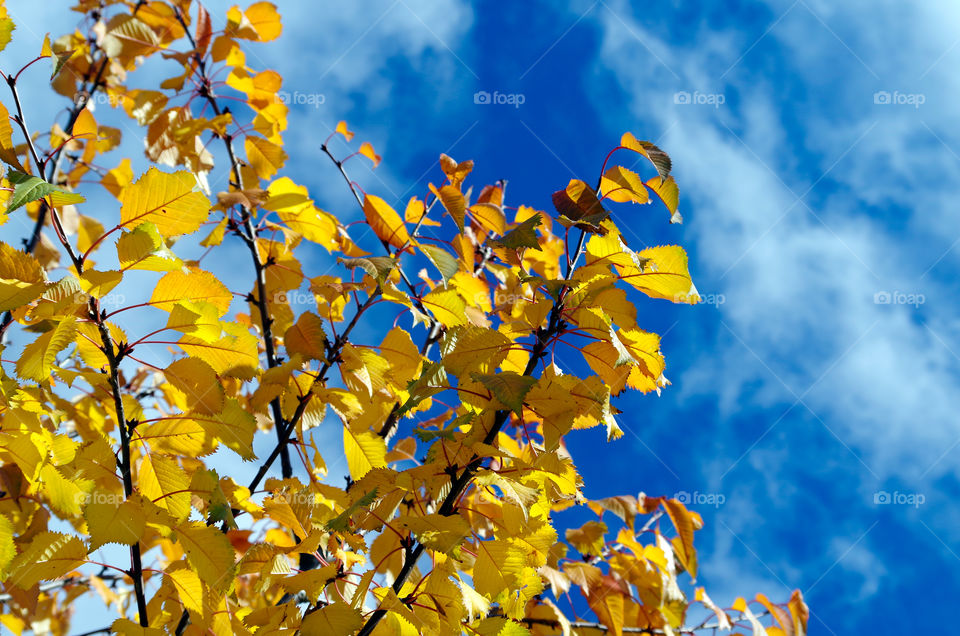 Low angle view of yellow leaves growing on tree against cloudy sky in Berlin, Germany.