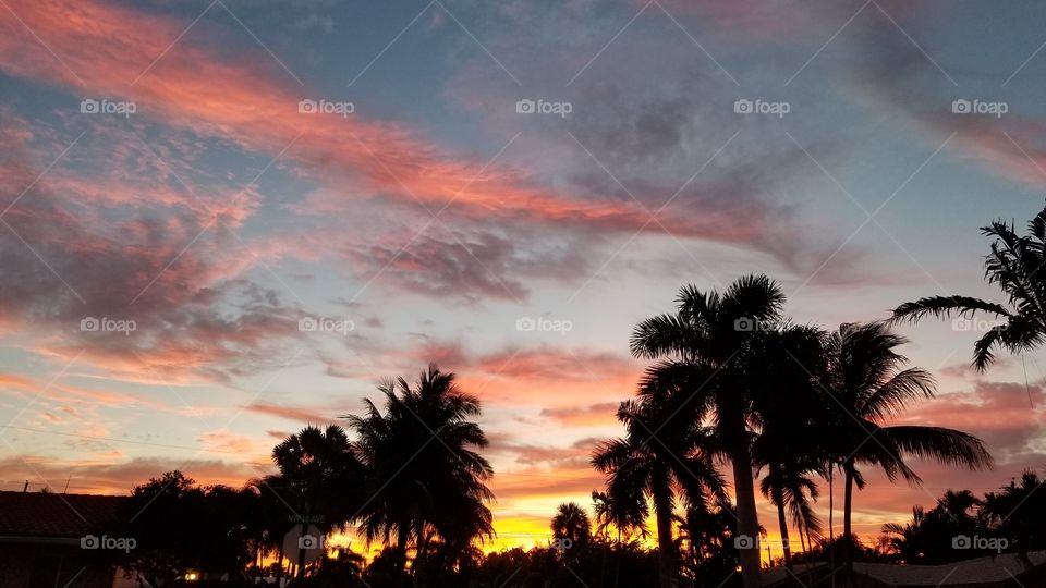 dramatic palm trees sunset