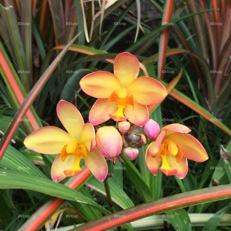 Wild Phalænopsis orchid 