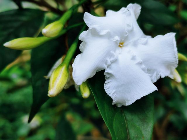 Little white flowers