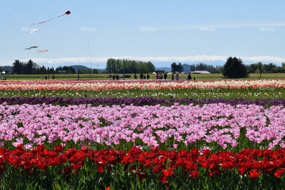 Tulip field